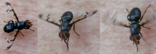Herina lacustris